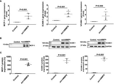 Matrix metallopeptidase 9 contributes to the beginning of plaque and is a potential biomarker for the early identification of atherosclerosis in asymptomatic patients with diabetes